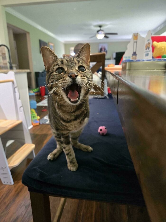 Striped cat meowing on black cushion near table