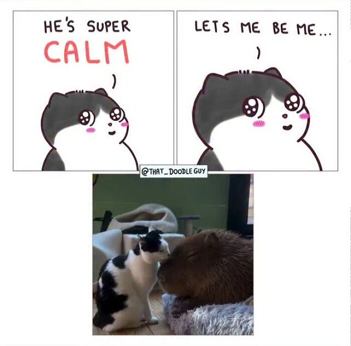 This Artist Turns Everyday Animal Moments Into Wholesome Comics That Are Impossible Not To Smile At (20 New Pics)