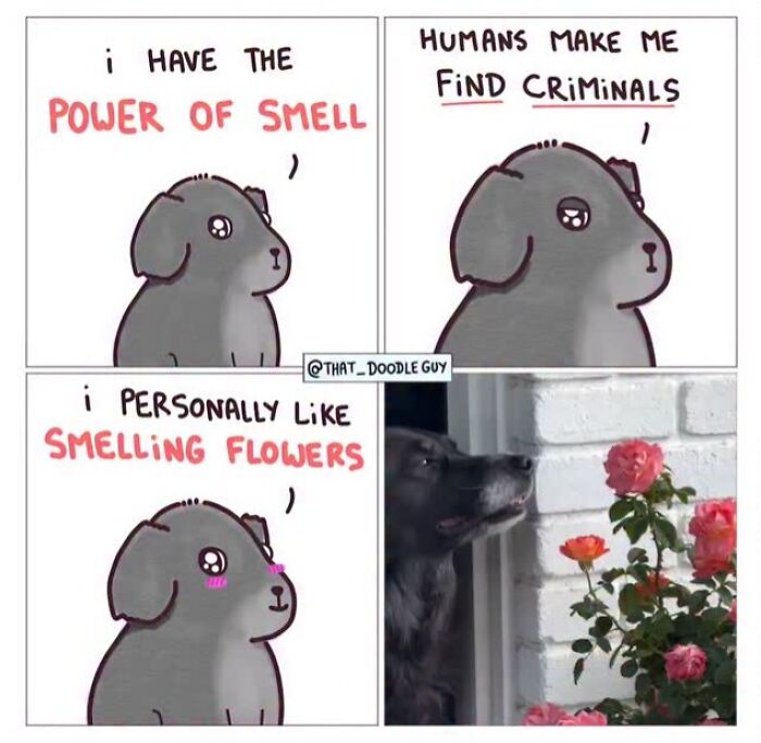 This Artist Turns Everyday Animal Moments Into Wholesome Comics That Are Impossible Not To Smile At (20 New Pics)