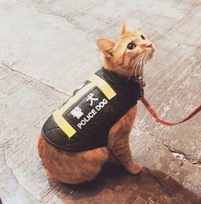 An orange tabby cat wearing a vest labeled POLICE DOG, a humorous You Had One Job common sense fail.