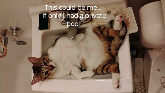 A cat lying in a sink, implying a desire for a private pool to escape the summer heat, a funny meme.