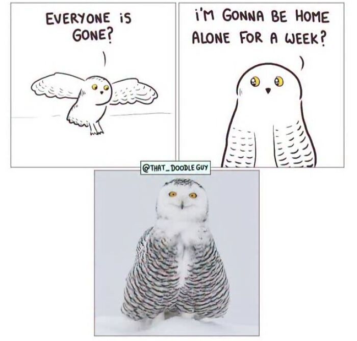 This Artist Turns Everyday Animal Moments Into Wholesome Comics That Are Impossible Not To Smile At (20 New Pics)