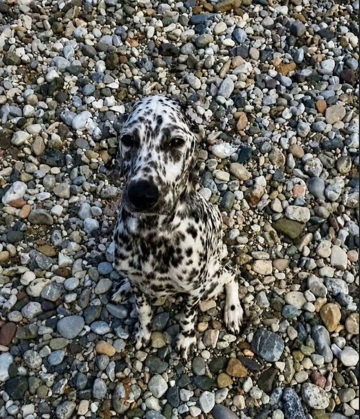 An optical illusion of a Dalmatian puppy camouflaged among river rocks.