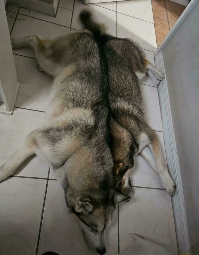 A husky dog lying flat on a tiled floor, creating an optical illusion of being a rug or two dogs side-by-side.