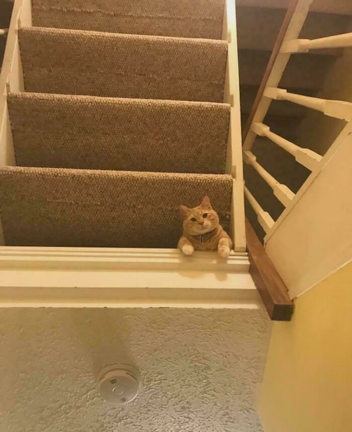 An orange cat sitting at the top of a flight of stairs, creating an optical illusion of depth.