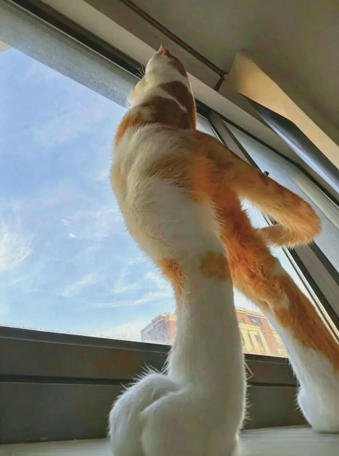 An optical illusion of an orange and white cat looking out a window, appearing stretched.
