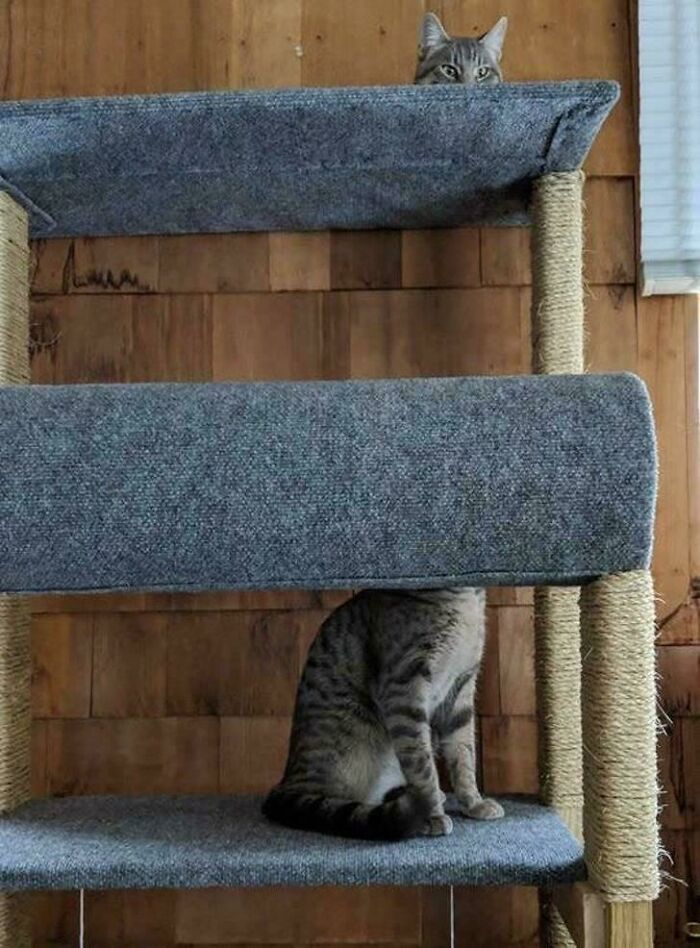 A pair of cats on a cat tree creating an optical illusion of a single, long cat.