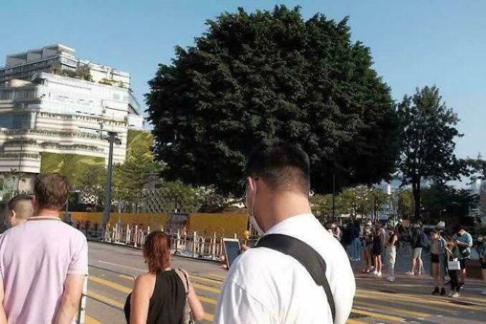 A man's head appearing to merge with a large, bushy tree, creating a visual optical illusion.