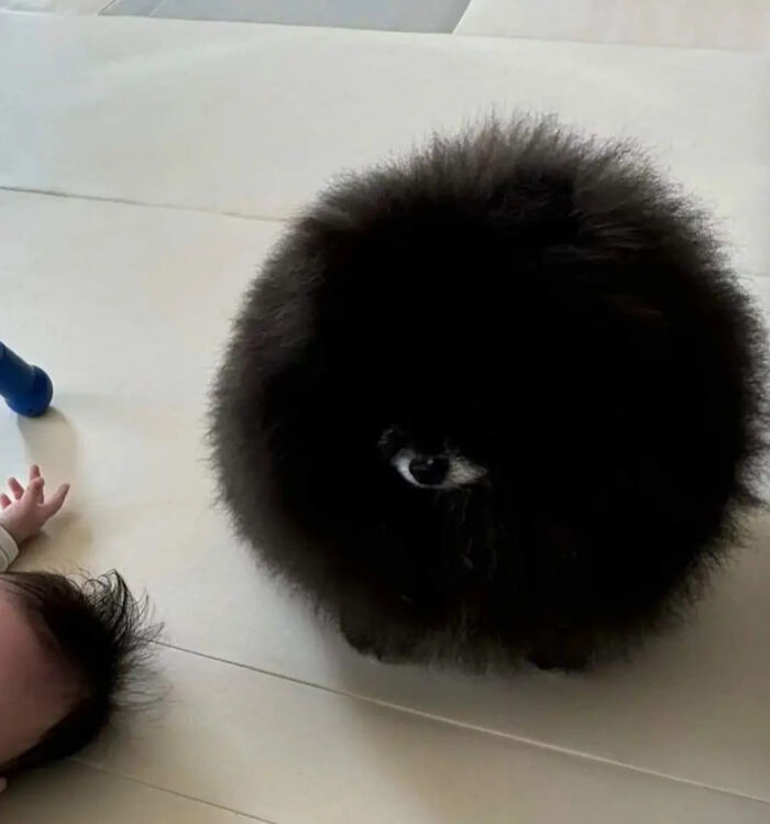A fluffy black dog, almost a perfect sphere, with one eye visible, creating an optical illusion next to a baby.