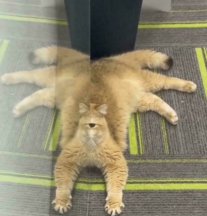 A cat split by a reflection, making it appear to have eight legs and one eye, a real life optical illusion.