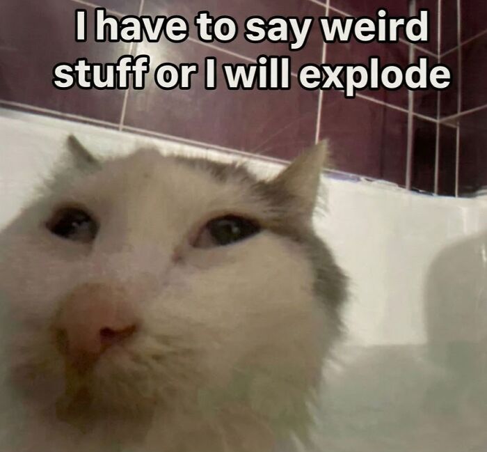 A fluffy white cat looking directly at the camera with a caption about saying weird stuff, an ideal subject for weird memes.