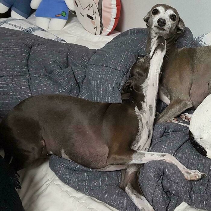 Two Italian Greyhounds on a bed, one with its head stretched upwards, creating a funny optical illusion.
