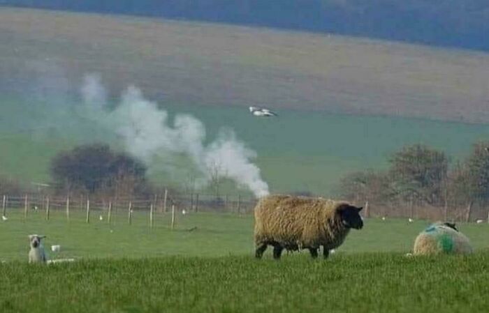 A sheep appearing to emit smoke from its back, an optical illusion in a field.
