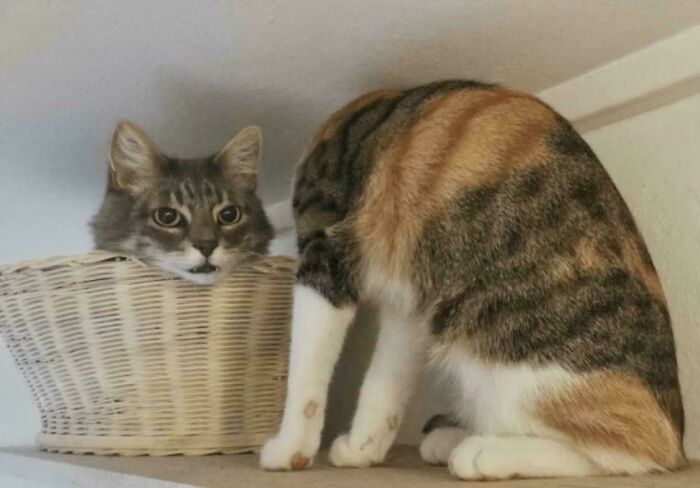 Two cats create an optical illusion; one peeks from a basket, while the other's body appears headless next to it, a real-life optical illusion.