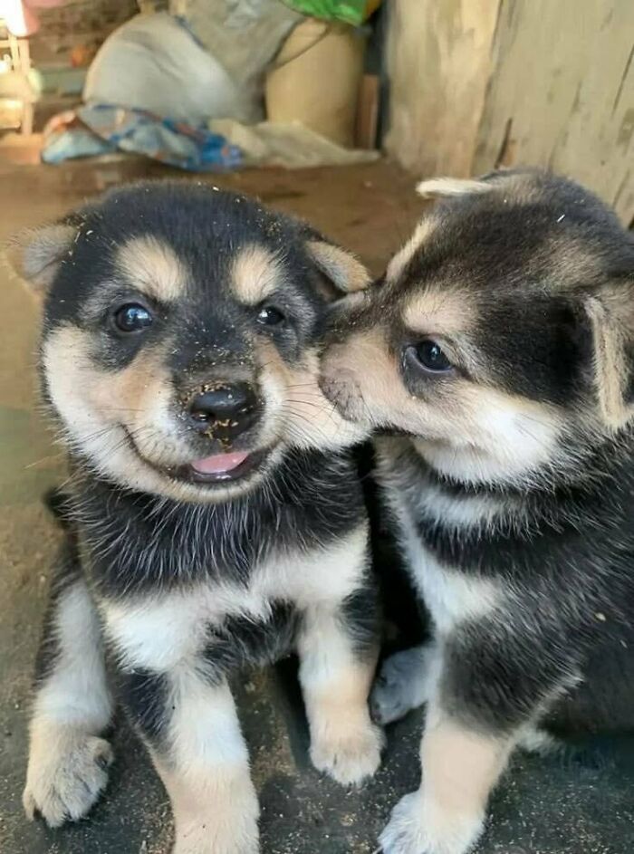 This X Page With Over A Million Followers Shares The Internet’s Most Wholesome Animal Photos, And Here Are 60 Of The Best Ones
