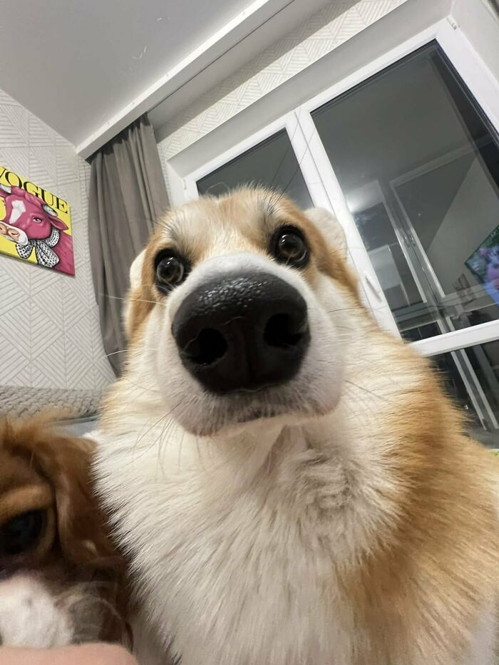 This X Page With Over A Million Followers Shares The Internet’s Most Wholesome Animal Photos, And Here Are 60 Of The Best Ones