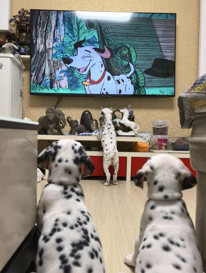 This X Page With Over A Million Followers Shares The Internet’s Most Wholesome Animal Photos, And Here Are 60 Of The Best Ones