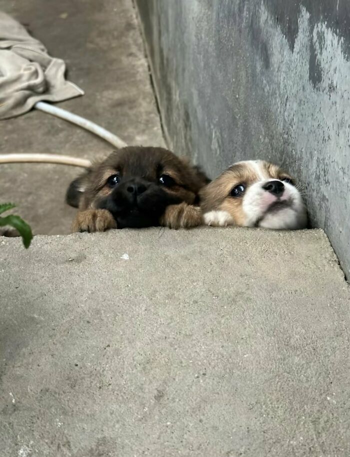This X Page With Over A Million Followers Shares The Internet’s Most Wholesome Animal Photos, And Here Are 60 Of The Best Ones
