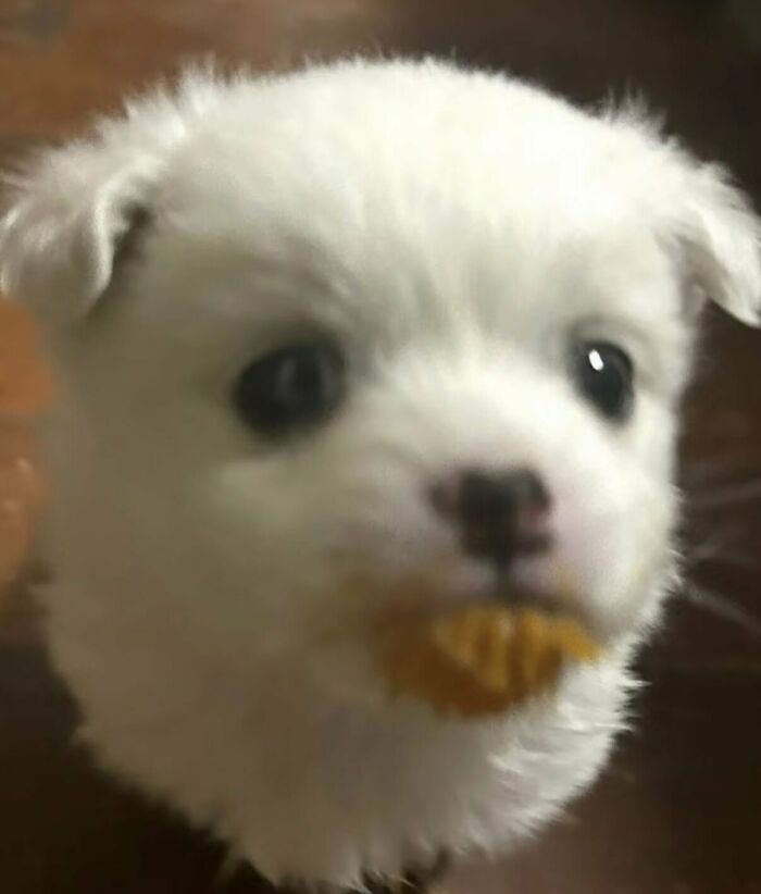 This X Page With Over A Million Followers Shares The Internet’s Most Wholesome Animal Photos, And Here Are 60 Of The Best Ones