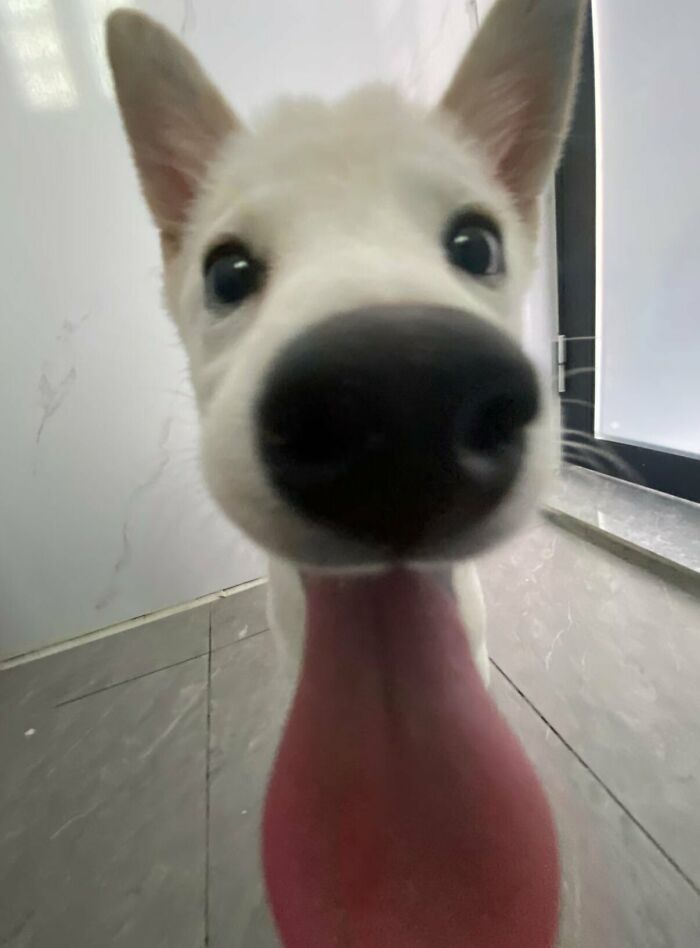 This X Page With Over A Million Followers Shares The Internet’s Most Wholesome Animal Photos, And Here Are 60 Of The Best Ones