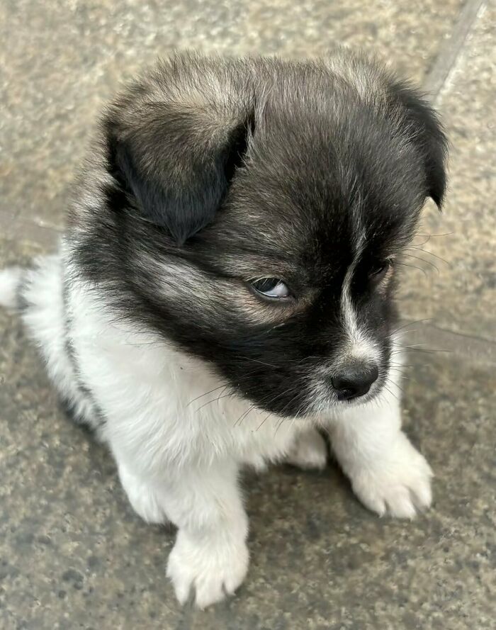 This X Page With Over A Million Followers Shares The Internet’s Most Wholesome Animal Photos, And Here Are 60 Of The Best Ones
