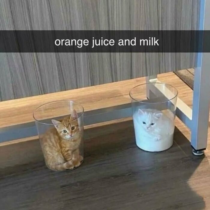 This X Page With Over A Million Followers Shares The Internet’s Most Wholesome Animal Photos, And Here Are 60 Of The Best Ones