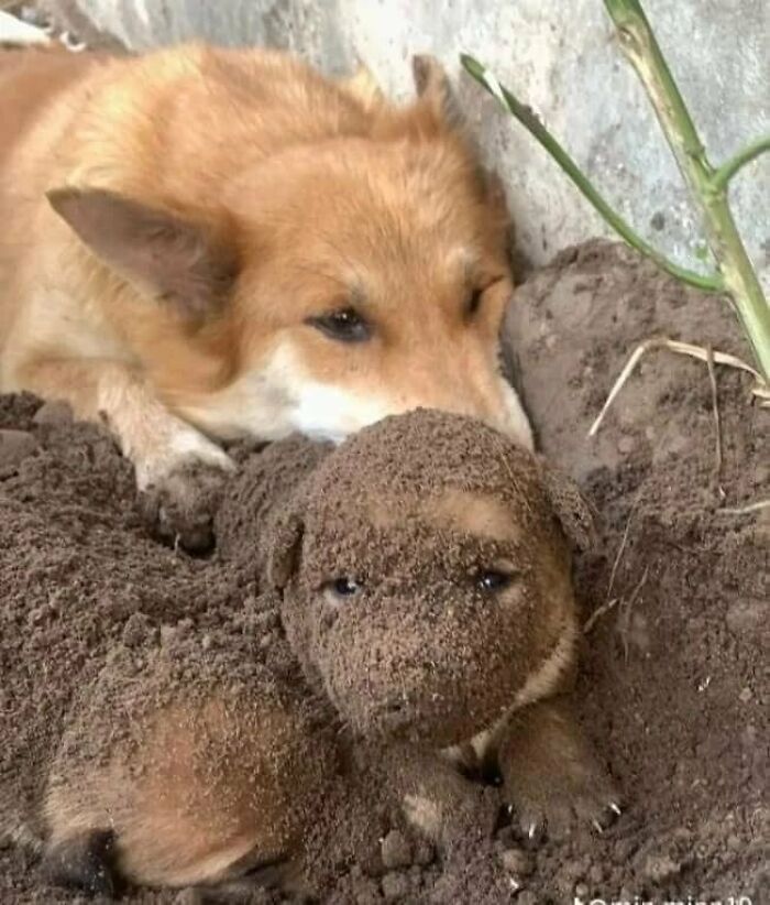 This X Page With Over A Million Followers Shares The Internet’s Most Wholesome Animal Photos, And Here Are 60 Of The Best Ones