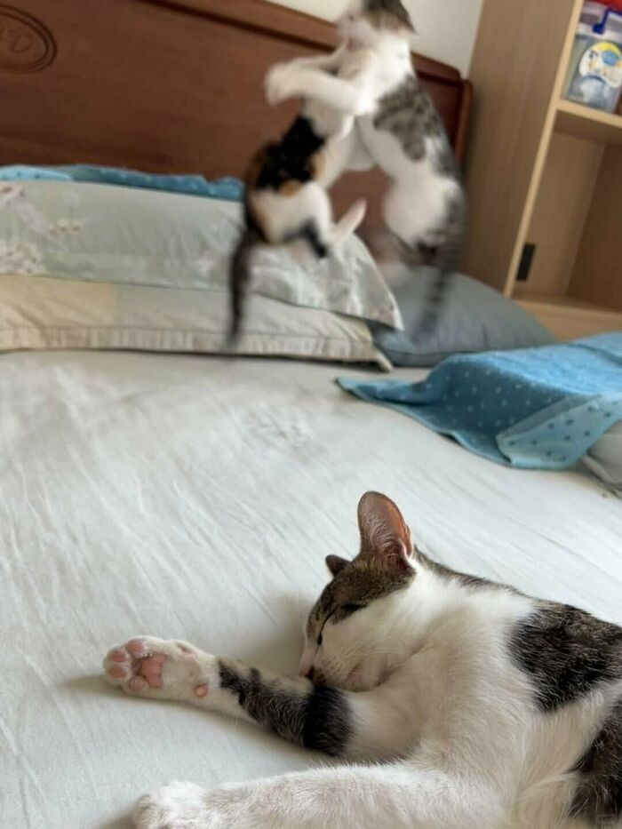 This X Page With Over A Million Followers Shares The Internet’s Most Wholesome Animal Photos, And Here Are 60 Of The Best Ones