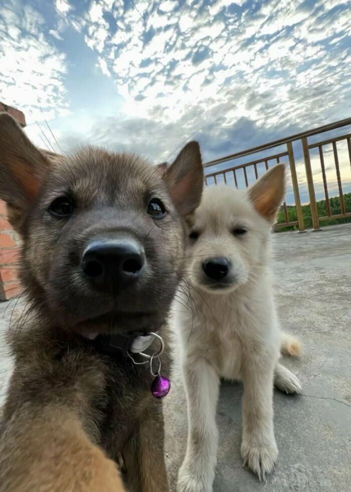 This X Page With Over A Million Followers Shares The Internet’s Most Wholesome Animal Photos, And Here Are 60 Of The Best Ones