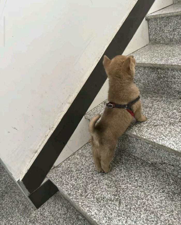 This X Page With Over A Million Followers Shares The Internet’s Most Wholesome Animal Photos, And Here Are 60 Of The Best Ones