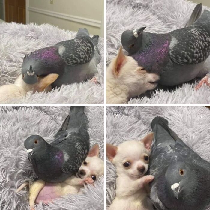 This X Page With Over A Million Followers Shares The Internet’s Most Wholesome Animal Photos, And Here Are 60 Of The Best Ones