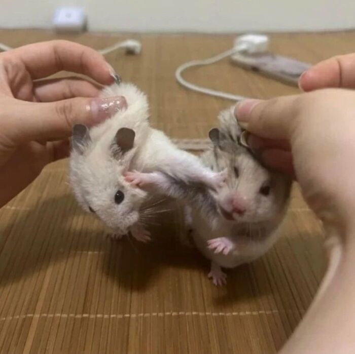 This X Page With Over A Million Followers Shares The Internet’s Most Wholesome Animal Photos, And Here Are 60 Of The Best Ones