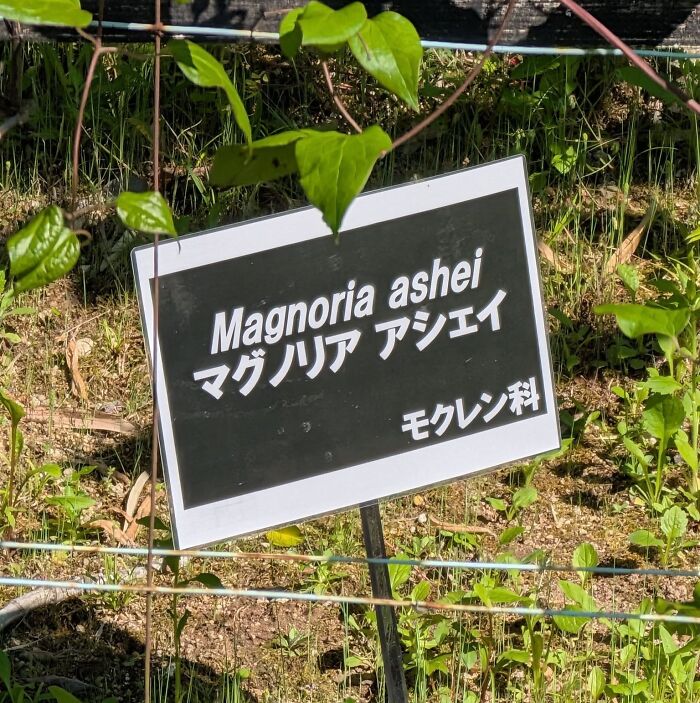 Hilarious example of getting lost in translation: A plant label in Japan with Magnolia ashei written in English.