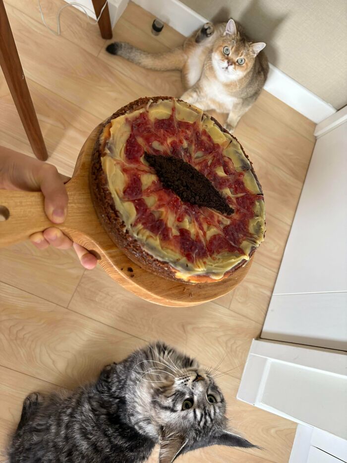 Cats eyeing a delicious, beautifully decorated treat held by a baker.