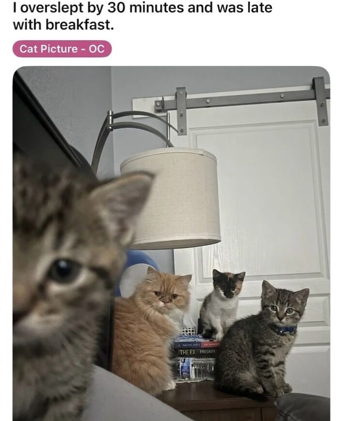 A group of four adorable soft cat memes, one in sharp focus, demanding breakfast.