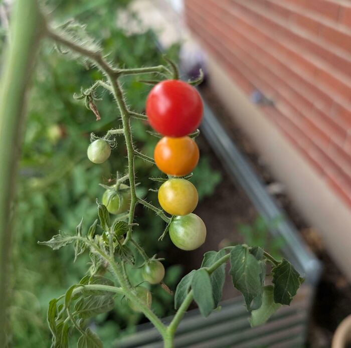 Cherry tomatoes growing on a vine, creating an optical illusion resembling a traffic light.