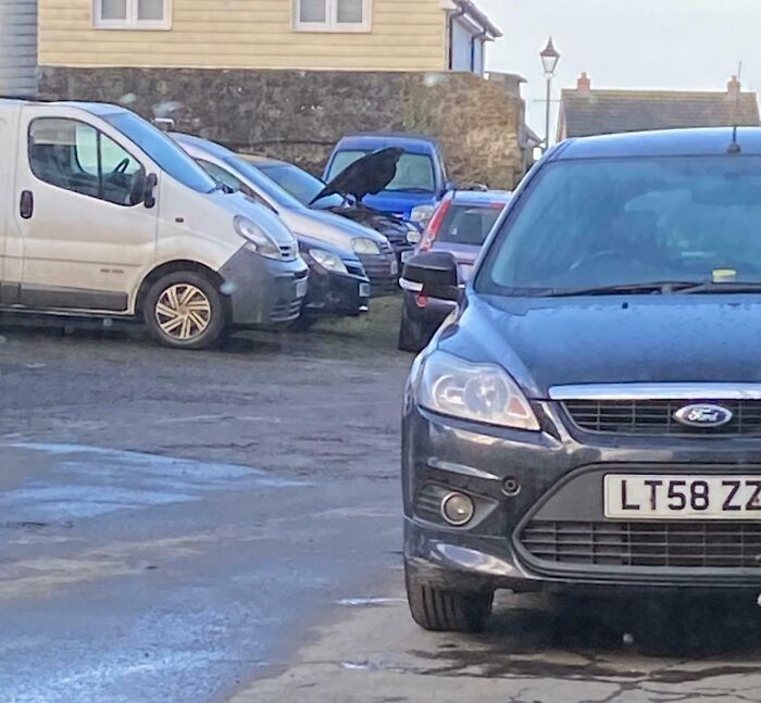 A dark blue car appears to have a large crow perched on its hood, creating an optical illusion with the car behind it.