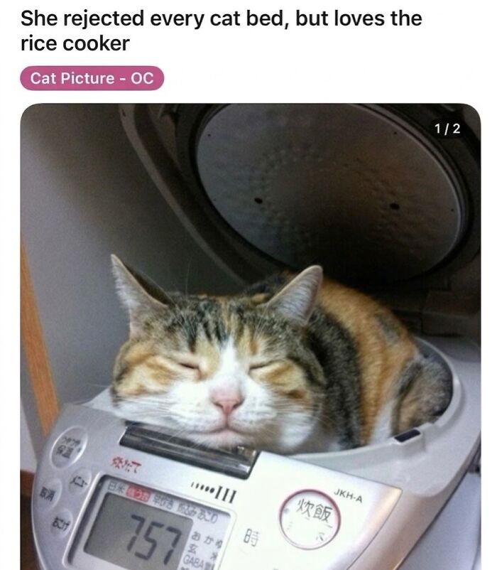 A calico soft cat meme sleeping soundly inside a rice cooker, displaying funny feline fun.