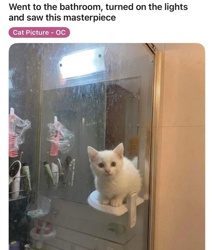 A small white soft cat meme sitting inside a shower cabin, a cute moment of feline fun.