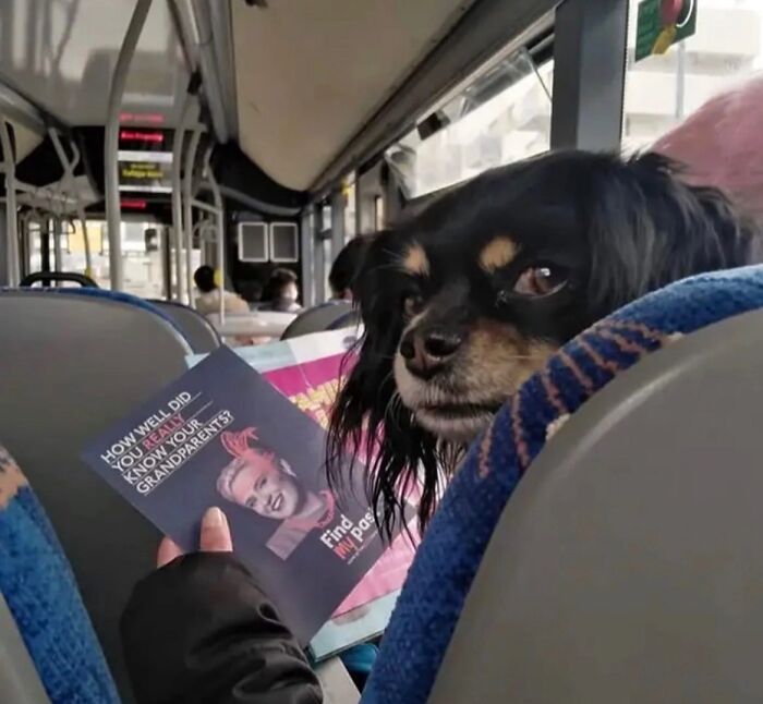 A small dog peering over a bus seat at a person reading, a real life optical illusion.