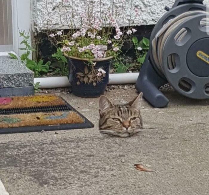 A cat head emerging from concrete, an optical illusion of a floating head in front of potted flowers.
