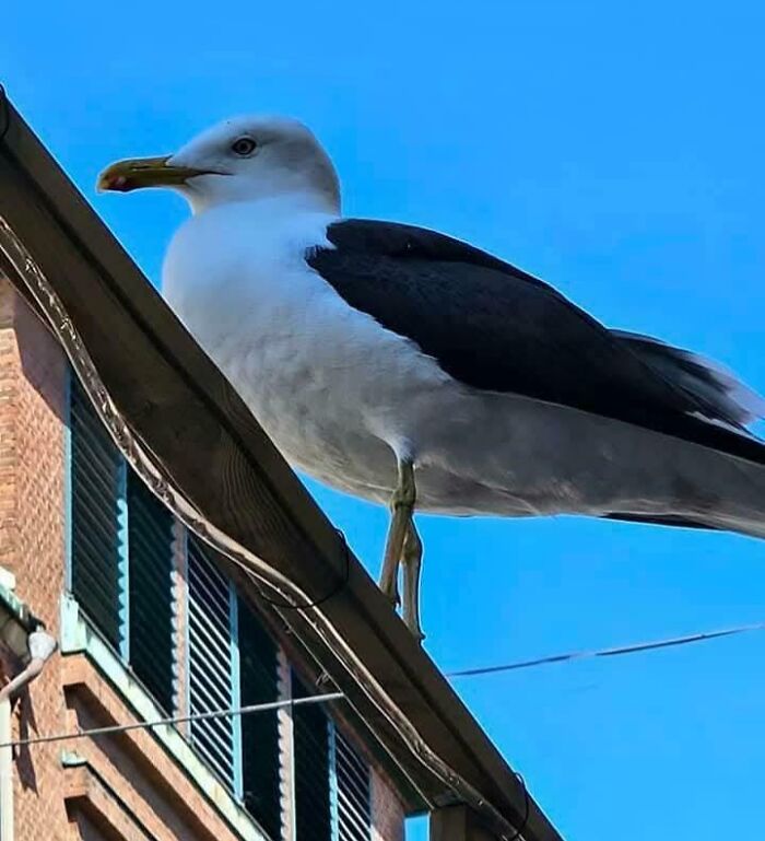 A seagull perched on a roof with a clear blue sky background, an optical illusion of scale.