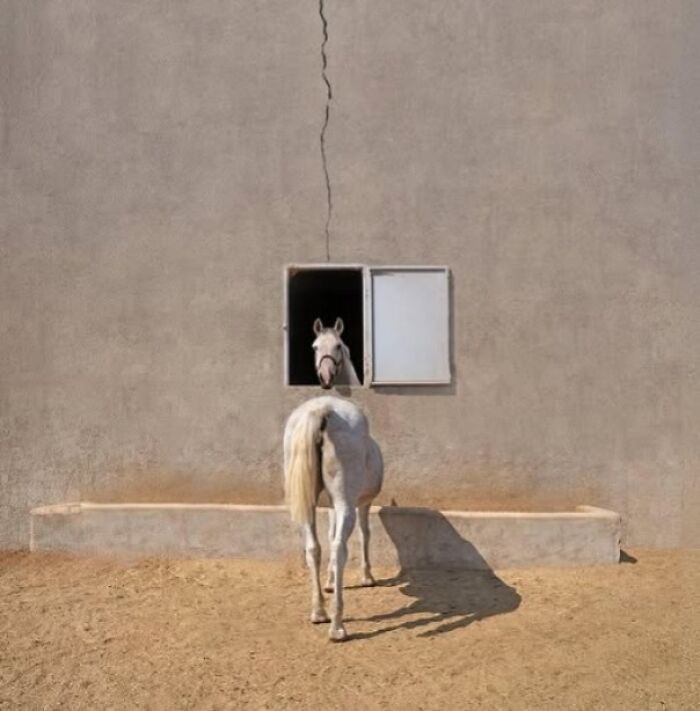 Two white horses creating a real life optical illusion, one in a stable window, the other in the foreground.