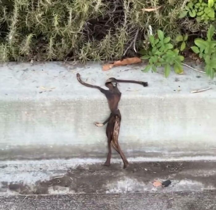 A dried banana peel shaped like a person standing on a concrete curb, a real life optical illusion.