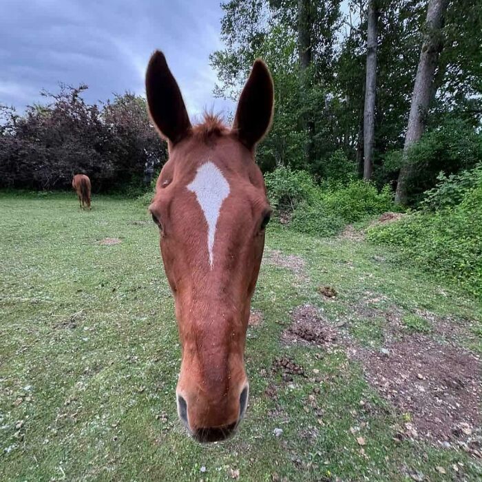 A horse looking directly at the camera, its wide-angle perspective creating an optical illusion.