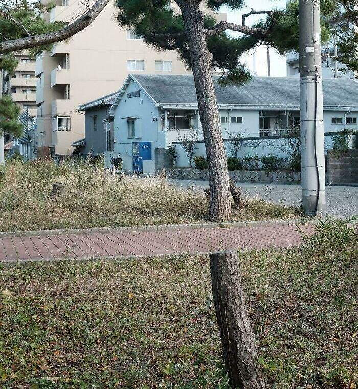 A tree trunk appearing to be cut in half, showcasing a real life optical illusion near a house.