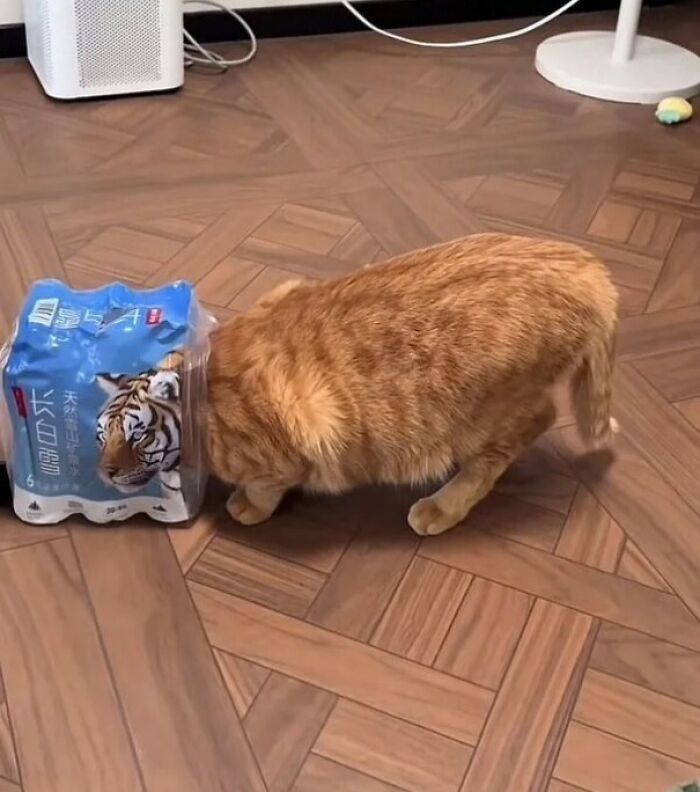 An orange cat with its head seemingly inside a bag of tiger-branded toilet paper, an optical illusion.