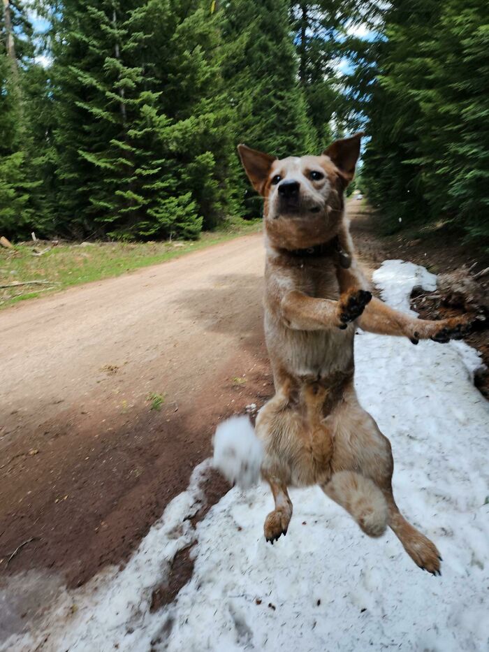A funny animal photo of a dog mid-jump, looking like it's dancing in a snowy forest scene.