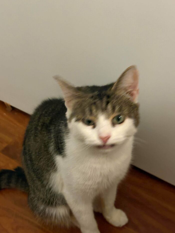 A funny animal photo of a cat with a slightly open mouth, looking at the camera indoors.