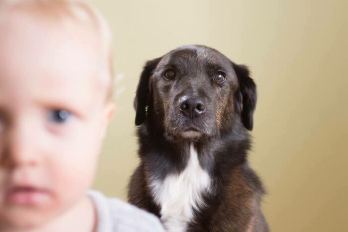 A focused brown and black dog with a white chest, looking directly at the camera, with a blurred baby in the foreground.